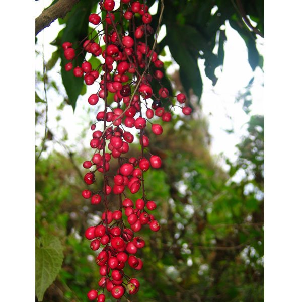 Chammaliang (Seedling) Fruit Plant