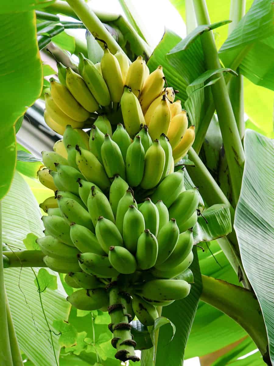 Banana (G9, Tissue Culture) Plant | Grand Naine