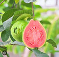 Guava / Perakka (Red Seedless, Layer) Fruit Plant