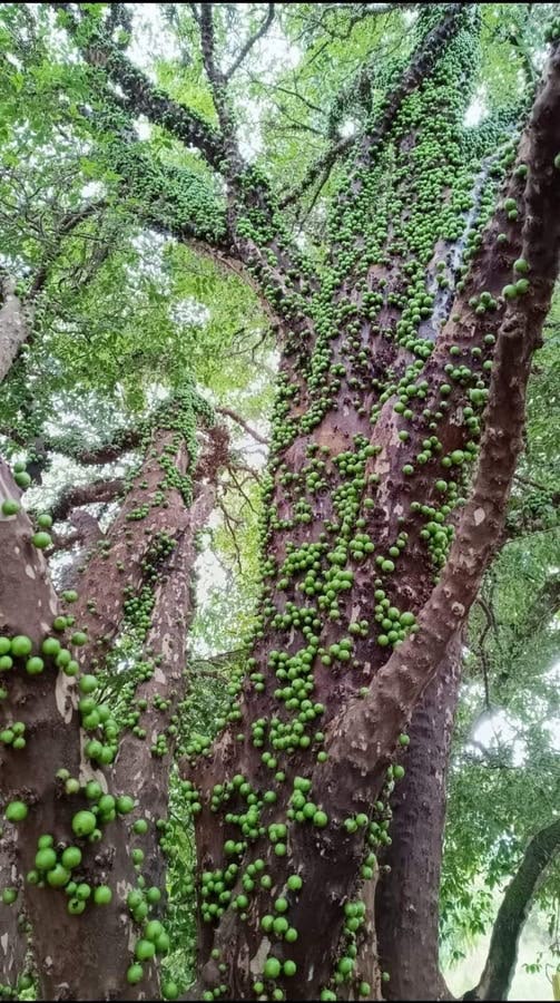 Jabuticaba (Crystal Green, Layering) Live Fruit Plant