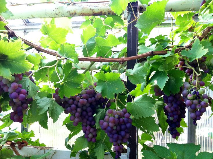 Grape / Munthiri (Layer) Fruit Plant