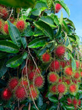 Rambutan (Binjai, Bud) Fruit Plant