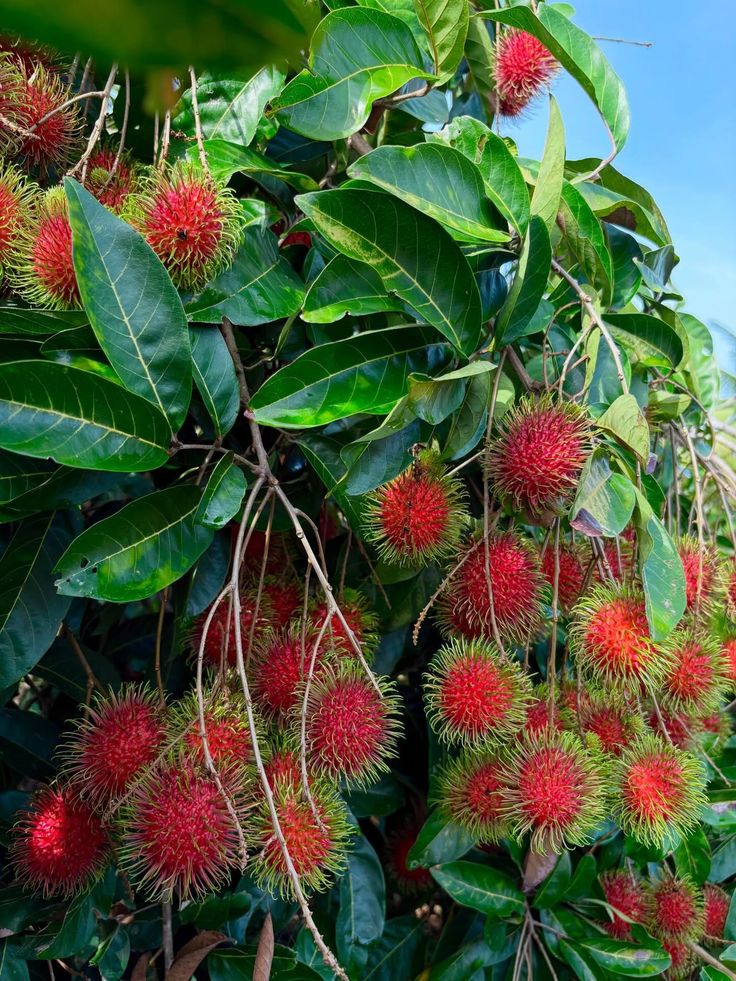 Rambutan (Binjai, Bud) Fruit Plant