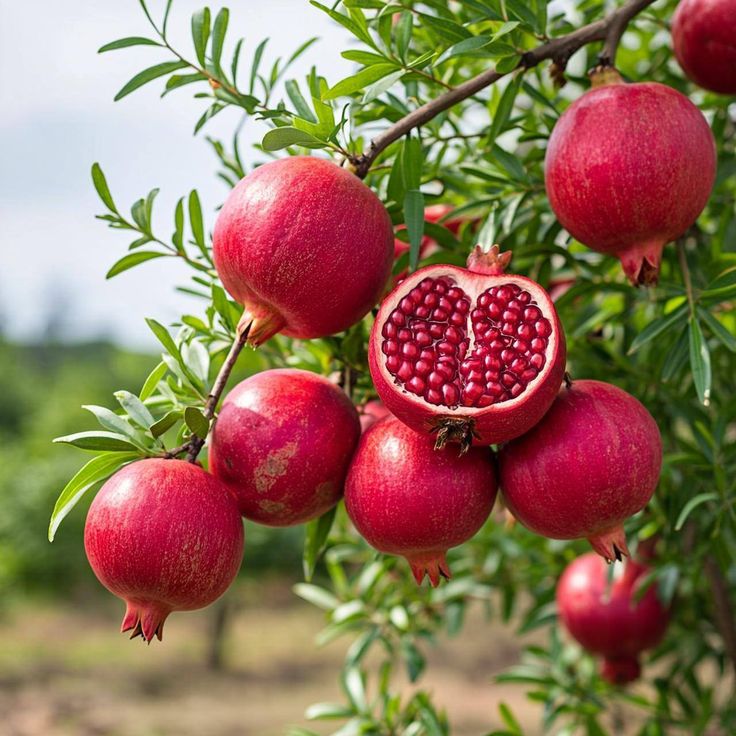Pomegranate / Anar (Layer) Fruit Plant