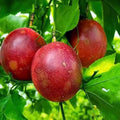 Passion Fruit (Red, Layer) Plant