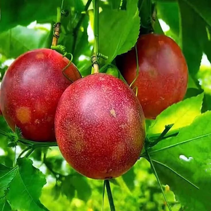 Passion Fruit (Red, Layer) Plant