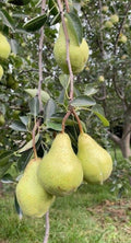 Pear / Sabarjilli (Layer) Fruit Plant