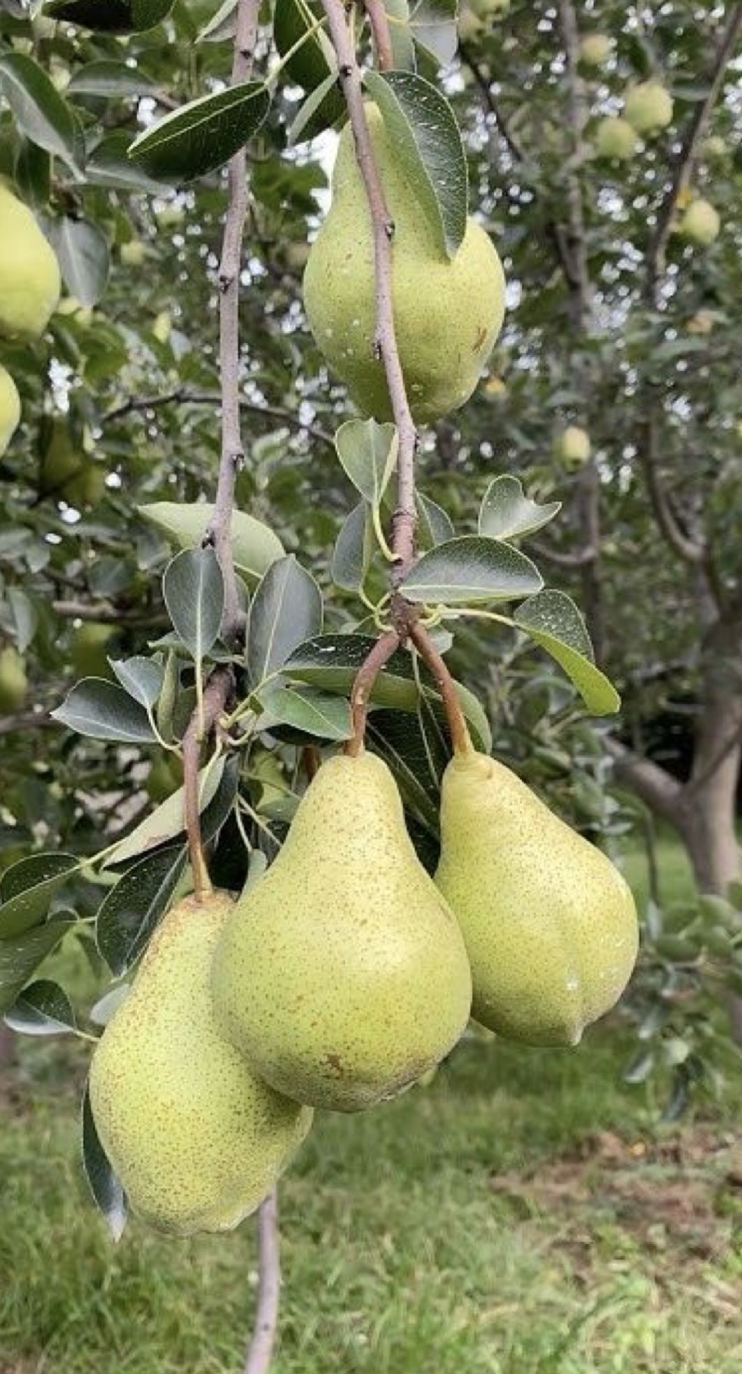 Pear / Sabarjilli (Layer) Fruit Plant