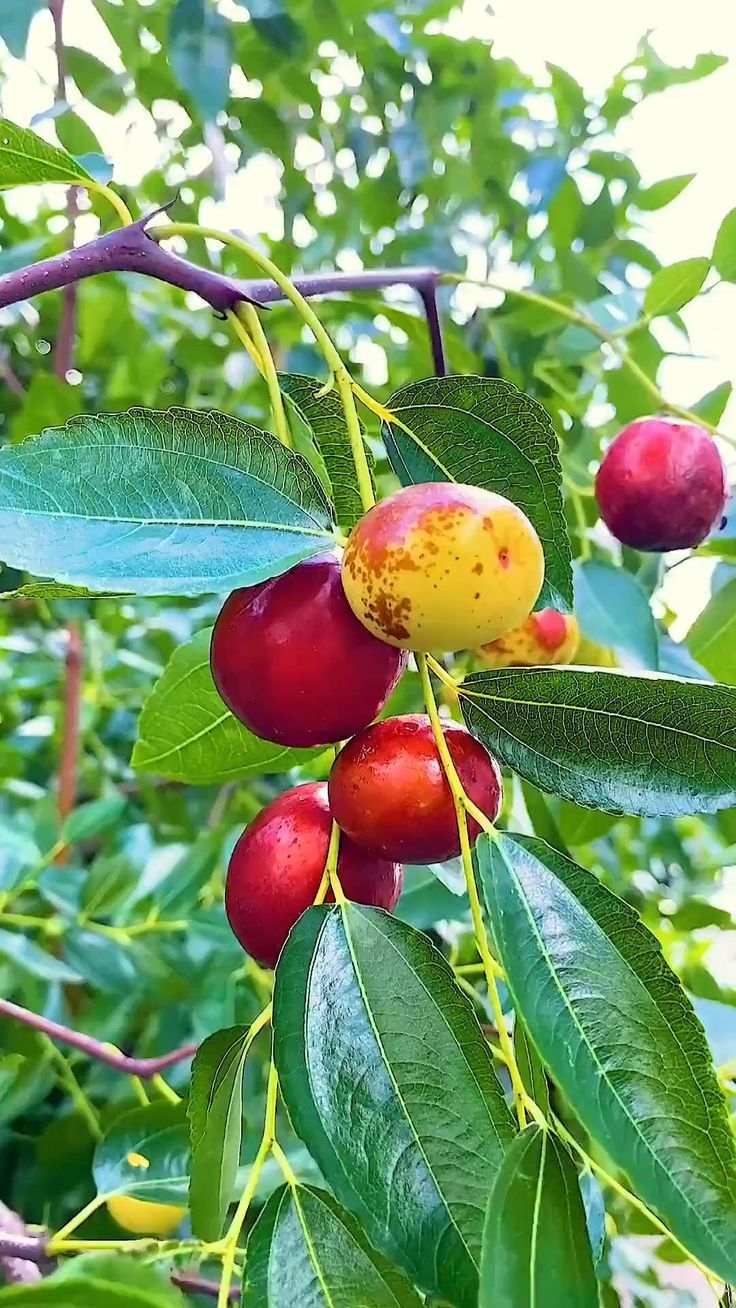 Jujube / Ber Apple (Red, Graft) Fruit Plant | Elantapazham