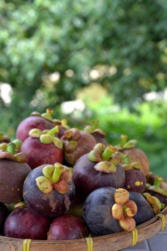 Mangosteen (Seedling) Fruit Plant