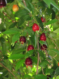 Ligustrina Cherry (Eugenia Ligustrina, Layer) Fruit Plant