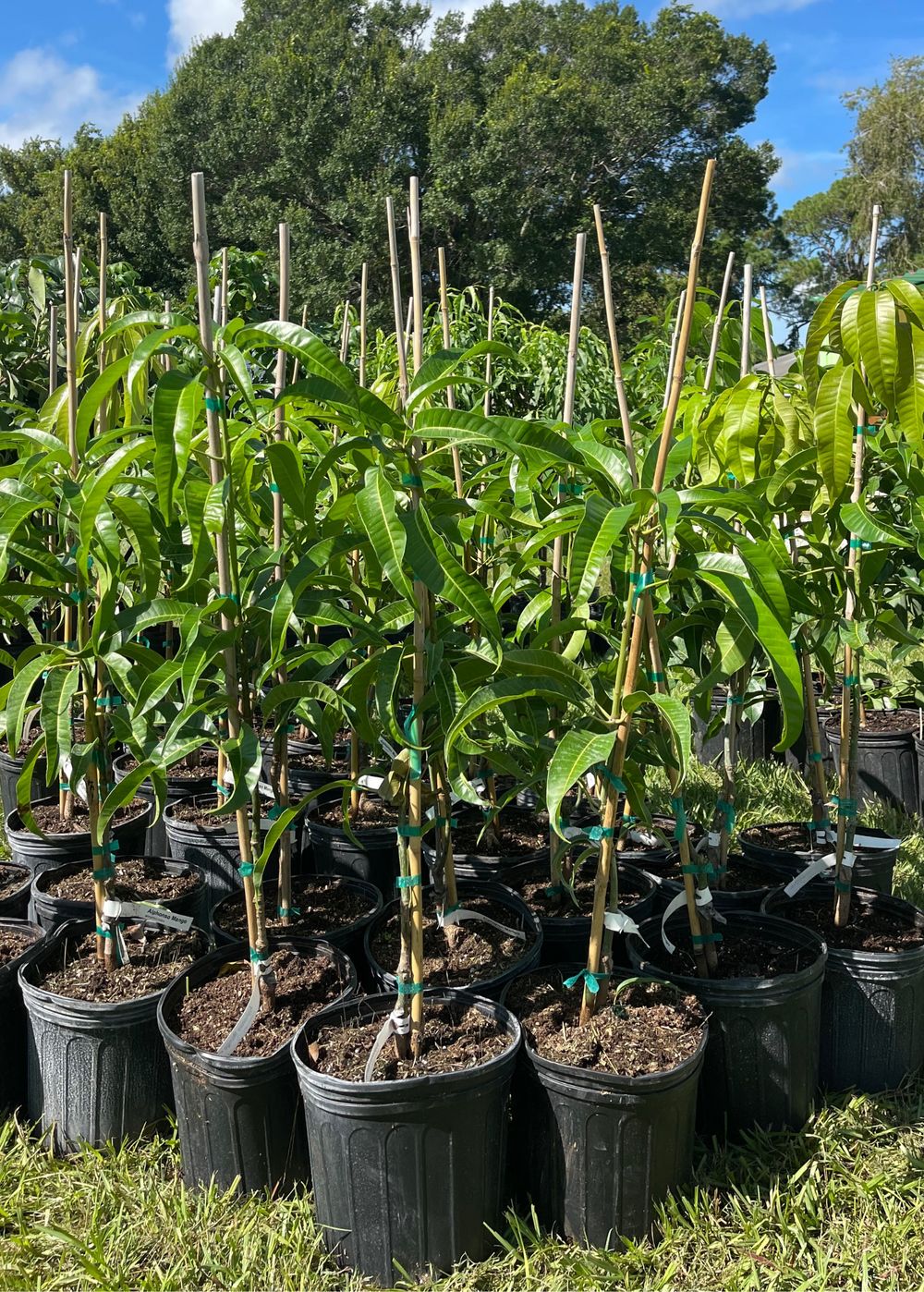 Mango (Chandrakaran, Graft) Fruit Plant
