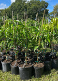 Mango (Chandrakaran, Graft) Fruit Plant