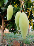 Thailand Mango (Super King, Graft) Fruit Plant