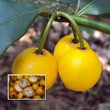 Baraba / Cherry Mangosteen (Seedling) Fruit Plant