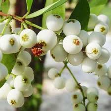 Poocha Pazham / Cat Fruit (Layer) Fruit Plant
