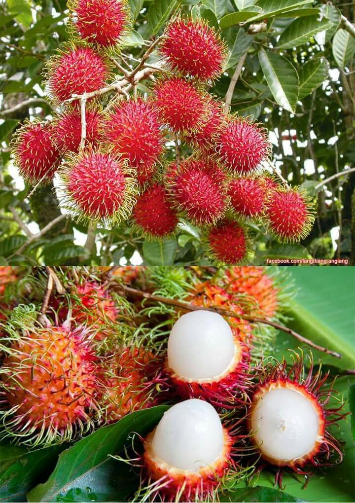 Rambutan (Malwana, Bud) Fruit Plant