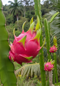 Dragon Fruit (White) Fruit Plant