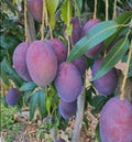 Purple Mango (Kasthuri, Graft) Fruit Plant