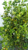 Lemon / Cherunaranga (Market Lemon, Layer) Fruit Plant