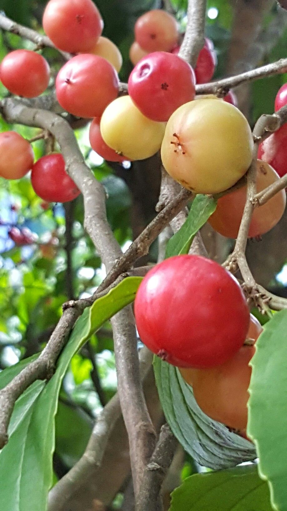 Luvikka / Lovlolika (Sweet, Layer) Fruit Plant