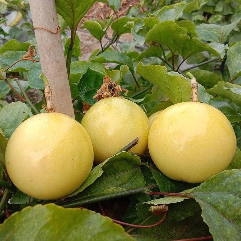 Passion Fruit (Yellow, Layer) Plant