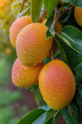 Diabetic-friendly Mango (Amrutham, Graft) Fruit Plant