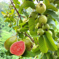 Guava / Perakka (Varigated, Layer) Fruit Plant