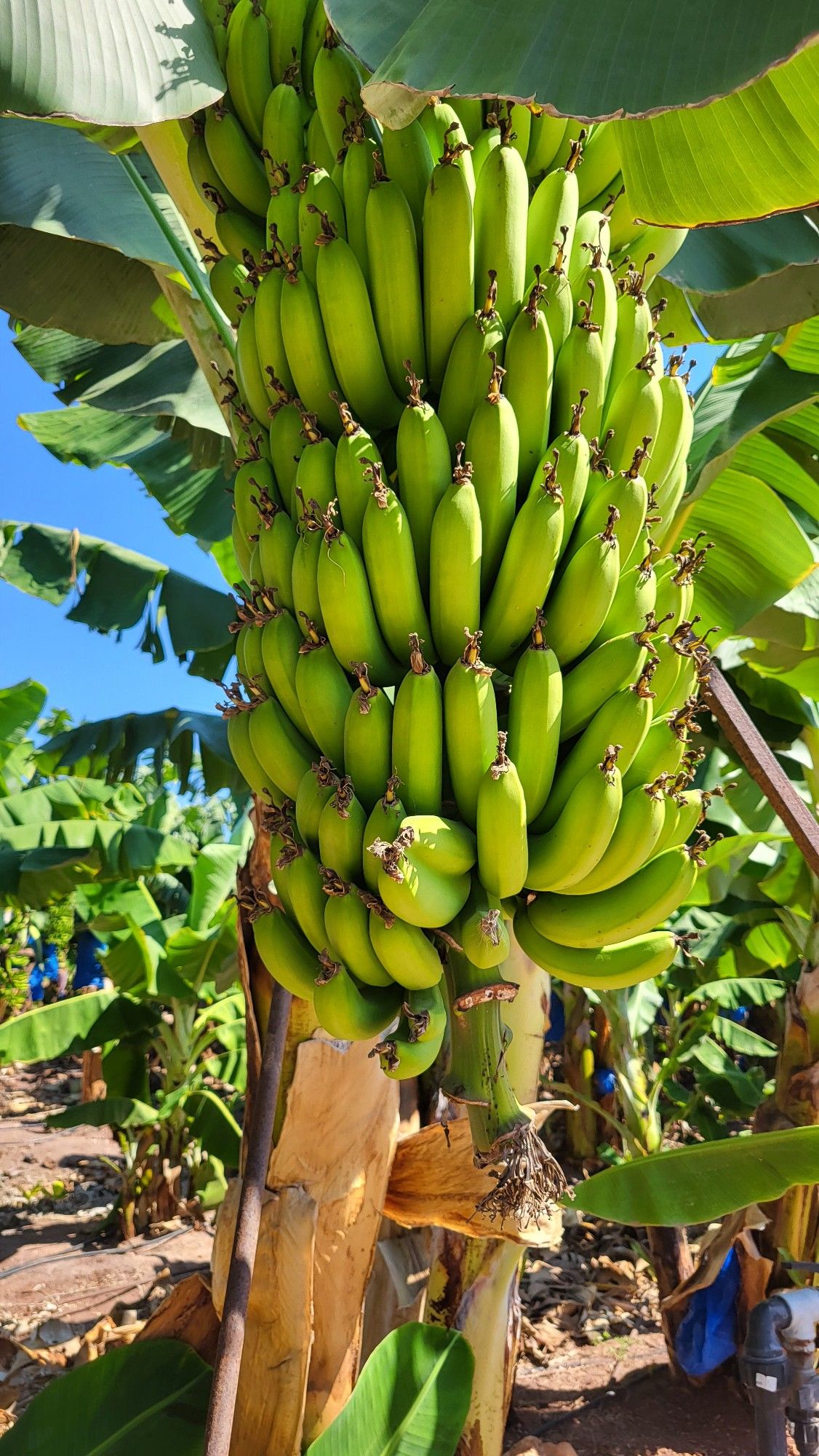Banana (Robusta, Tissue Culture) Plant | Cavendish Banana