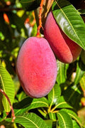 Mango (Miyazaki, Graft) Fruit Plant