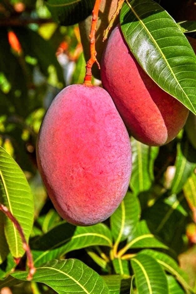 Mango (Miyazaki, Graft) Fruit Plant