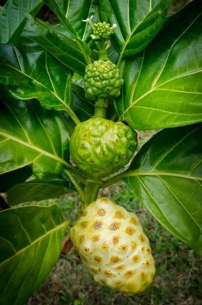 Noni Fruit (Seedling) Plant