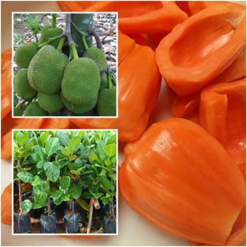Jackfruit (Siddu, Bud) Fruit Plant | Best Jack Award Winner