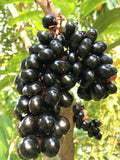 Njaval Pazham (Black Jamun) Fruit Plant