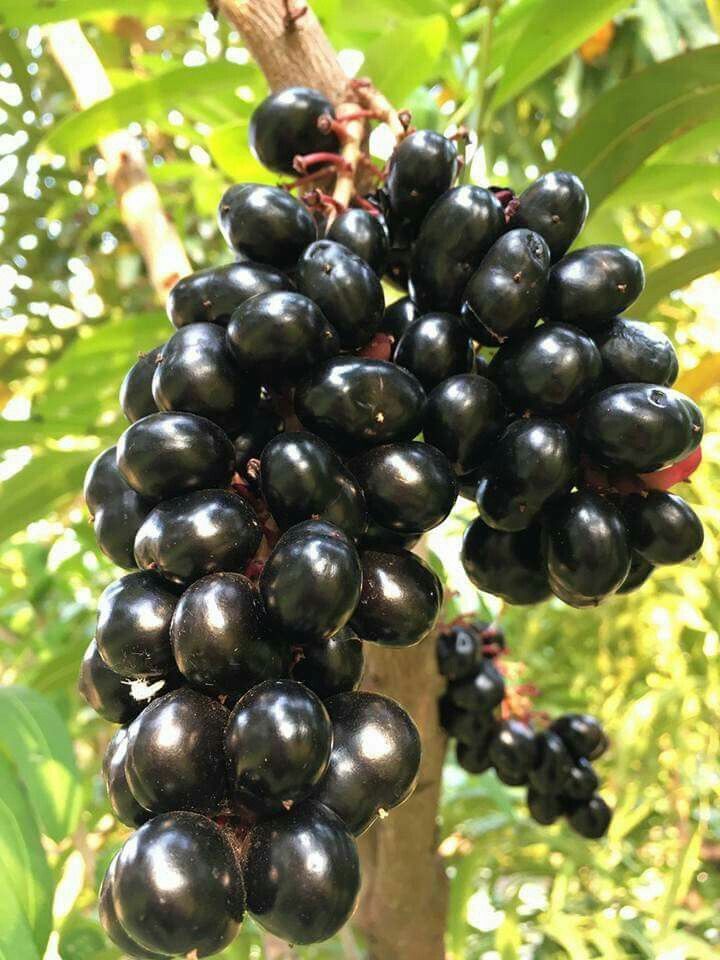 Njaval Pazham (Black Jamun) Fruit Plant