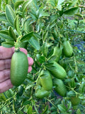 Ganapathi Naragam (Layer) Fruit Plant