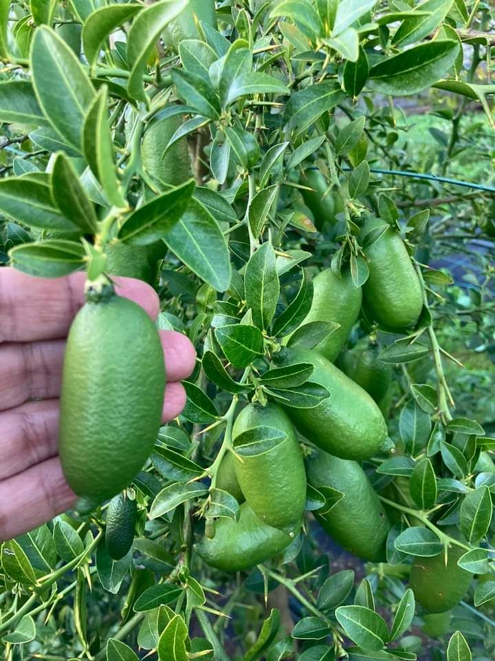 Ganapathi Naragam (Layer) Fruit Plant