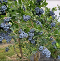 Jabuticaba (Blue, Layer) Fruit Plant