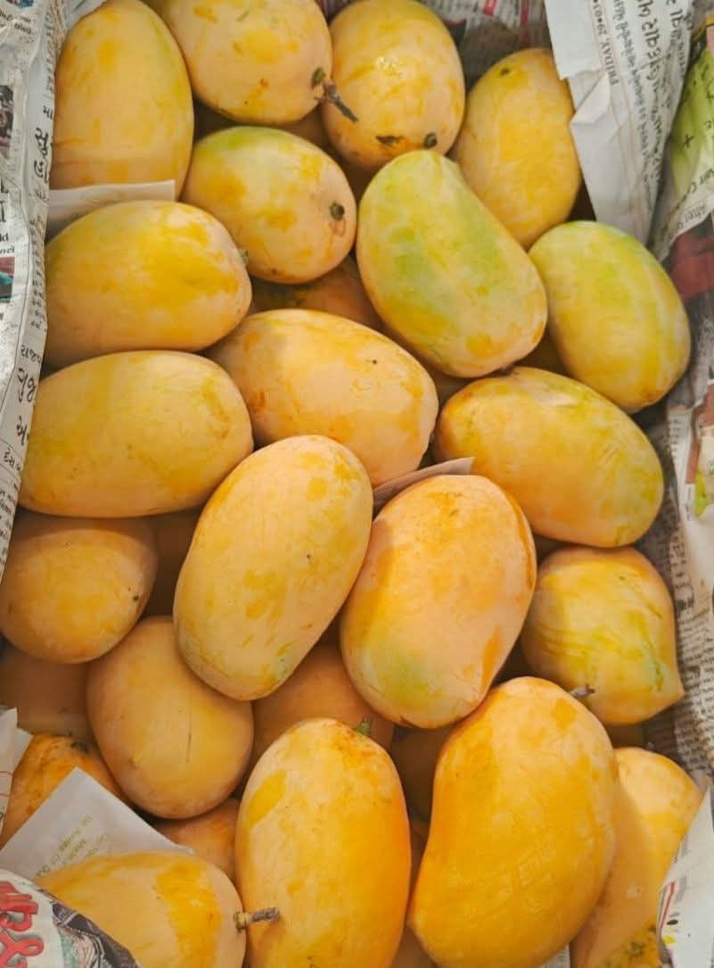 Mango (Kesar, Graft) Fruit Plant