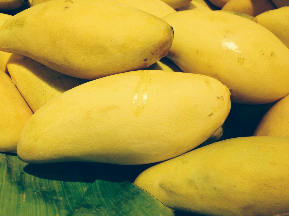 Thailand Mango (Koew Samrod, Graft) Fruit Plant