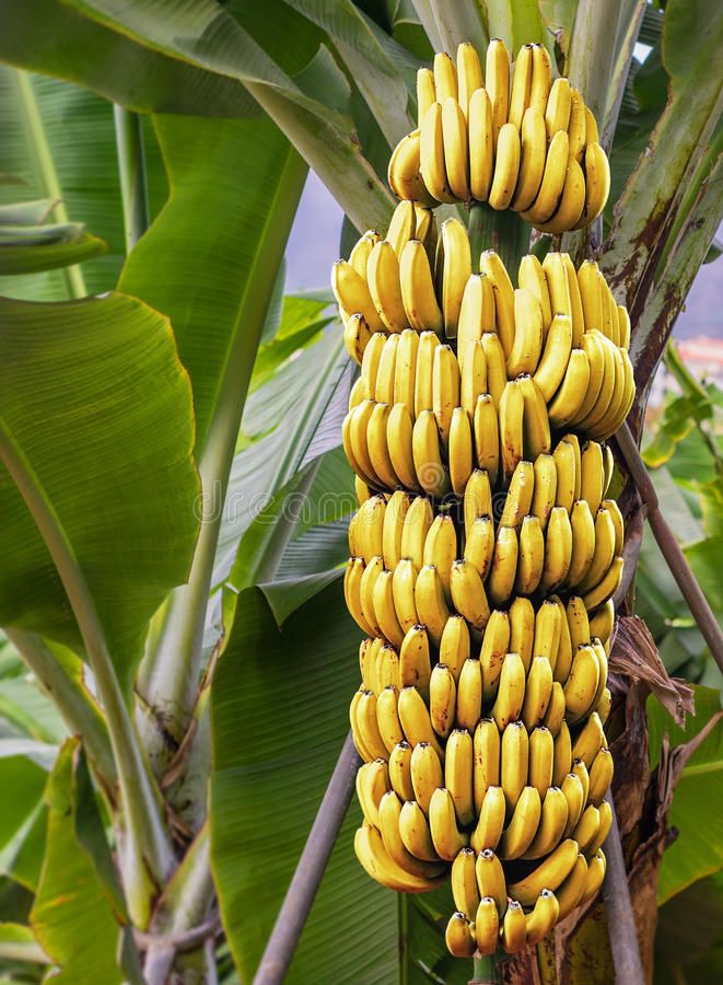 Banana (Swarnamukhi, Tissue Culture) Plant | Swarnamukhi Nendran