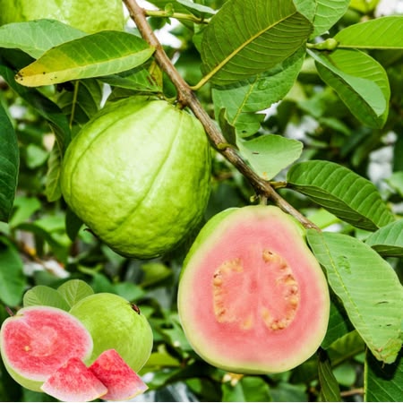 Guava / Perakka (Madhuri, Layer) Fruit Plant