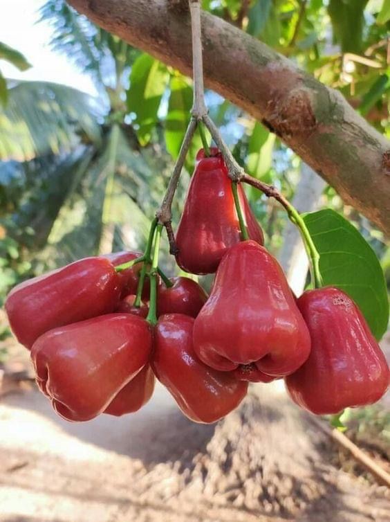 Wax Apple / Chamba (Thai Red, Layer) Fruit Plant
