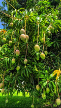 Mango (Jahangir, Strong Graft) Fruit Plant