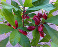 Miracle Fruit (Layer) Fruit Plant