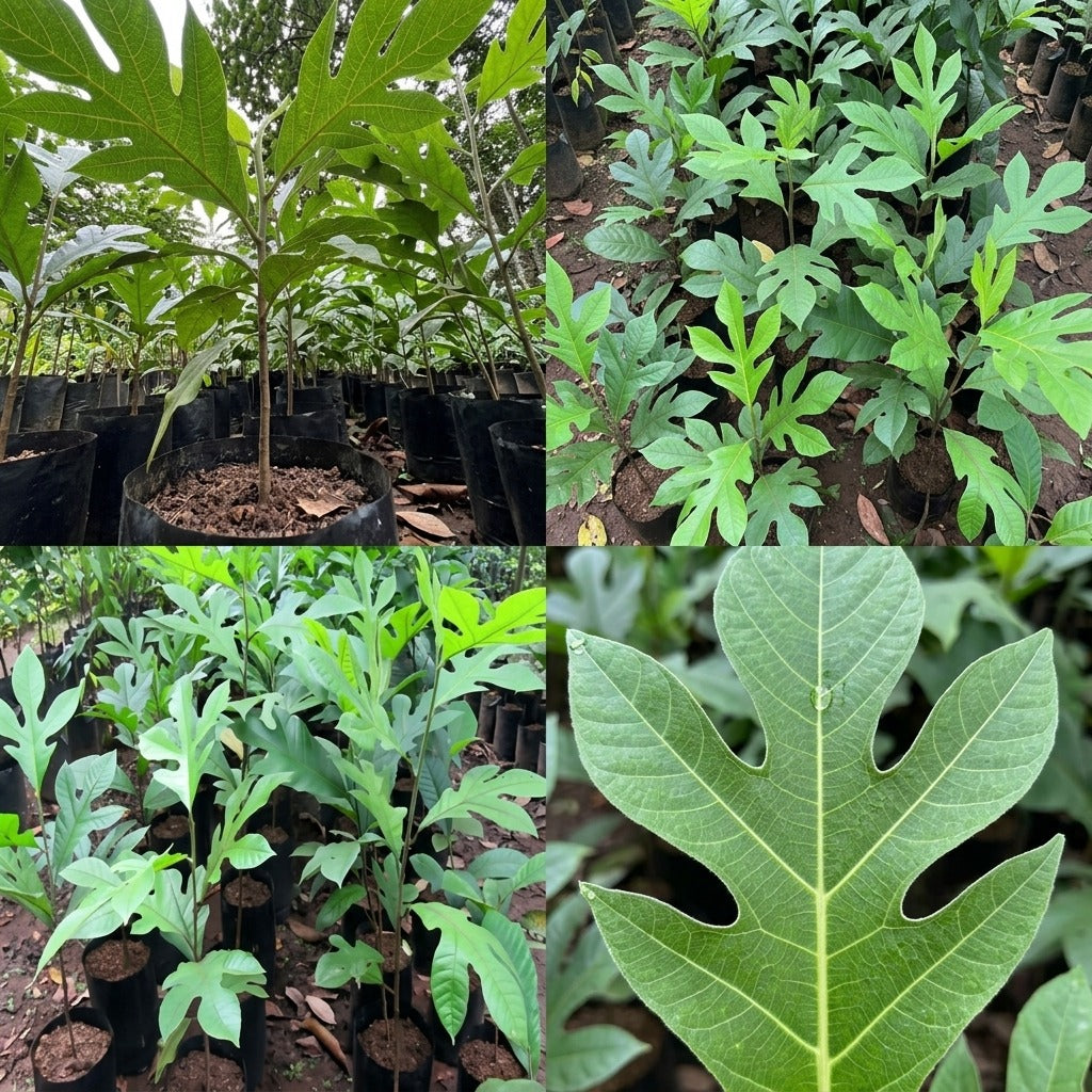 Marang (Artocarpus odoratissimus) live fruit plant in nursery pot with healthy green leaves | Exotic tropical fruit plant | Keraleaf
