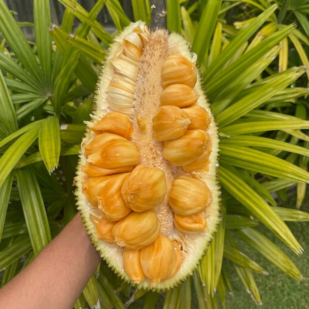 Chempedak budded live fruit plant in nursery pot with healthy green foliage | Premium tropical fruit plant | Keraleaf