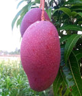 Thailand Mango (Chang Deang, Graft) Fruit Plant