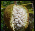 Marang (Artocarpus odoratissimus) live fruit plant in nursery pot with healthy green leaves | Exotic tropical fruit plant | Keraleaf