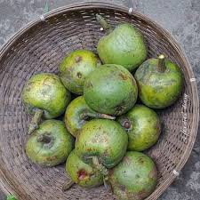 Bor-Thekera (Seedling) Fruit Plant